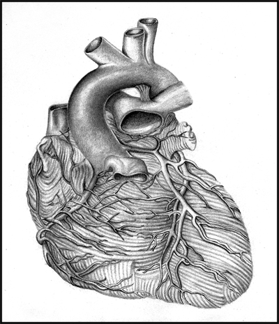 human heart art. Human Heart